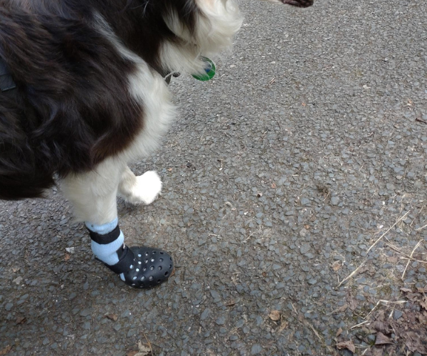 PawShield™ - Outdoor Dog Boots