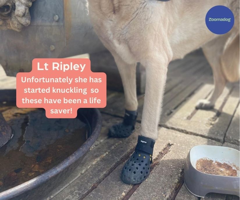 PawShield™ - Outdoor Dog Boots
