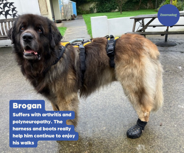 PawShield™ - Outdoor Dog Boots